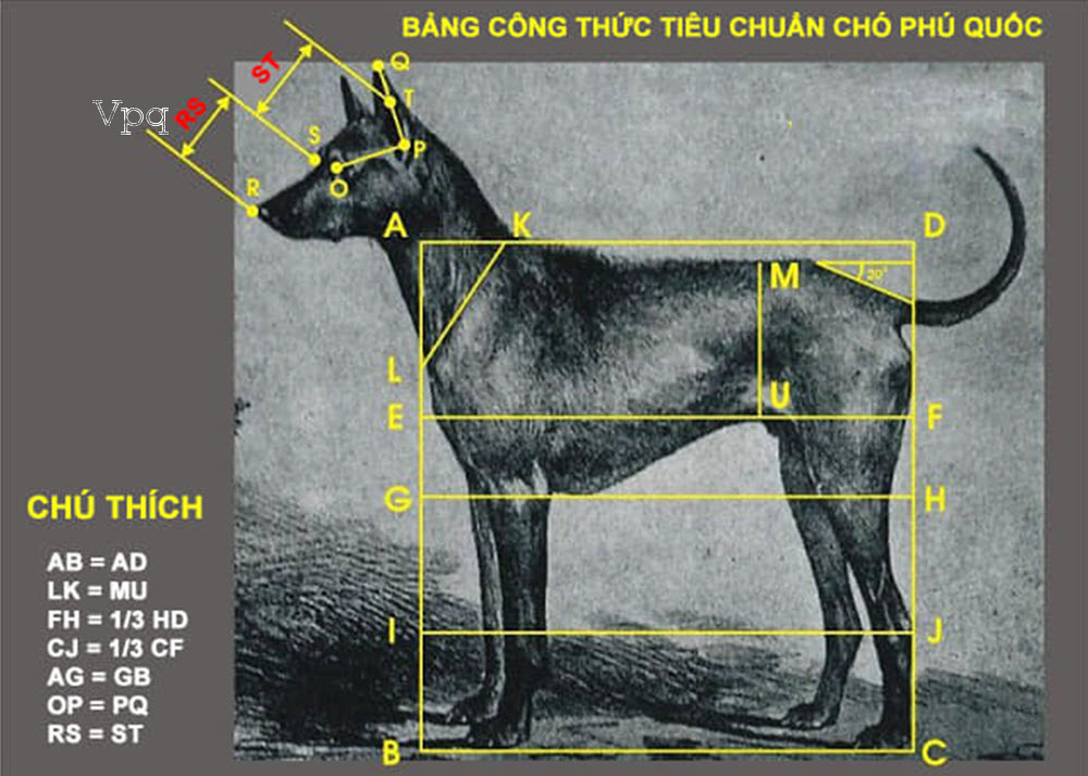 Bảng công thức tiêu chuẩn của Chó Phú Quốc