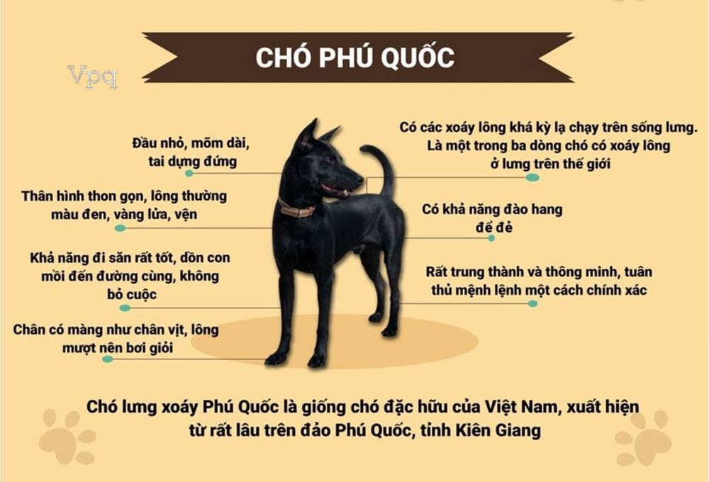 Đặc điểm của Chó Phú Quốc