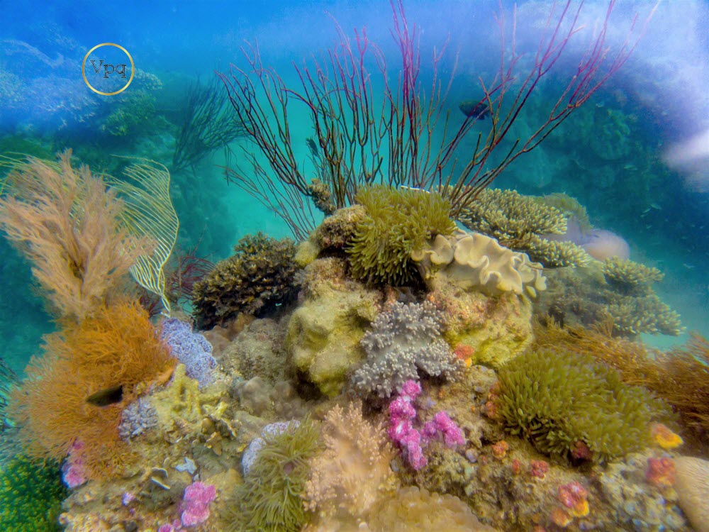 Những rặng san hô tại khu bảo tồn biển Hòn Thơm, Phú Quốc