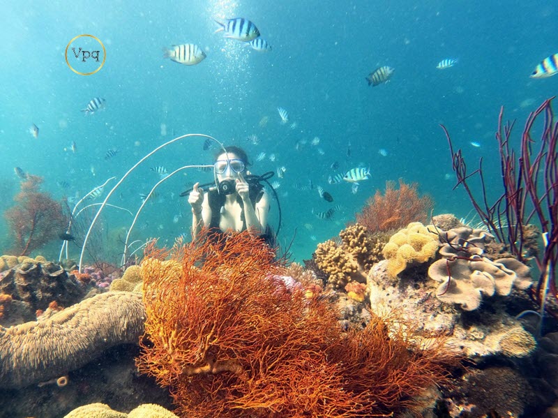 Lặn biển, ngắm san hô là một trong những hoạt động được yêu thích nhất bởi du khách khi đến Hòn Thơm
