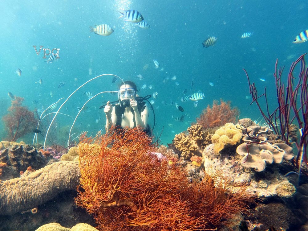 Lặn ngắm san hô dưới biển tại Sun World Phu Quoc