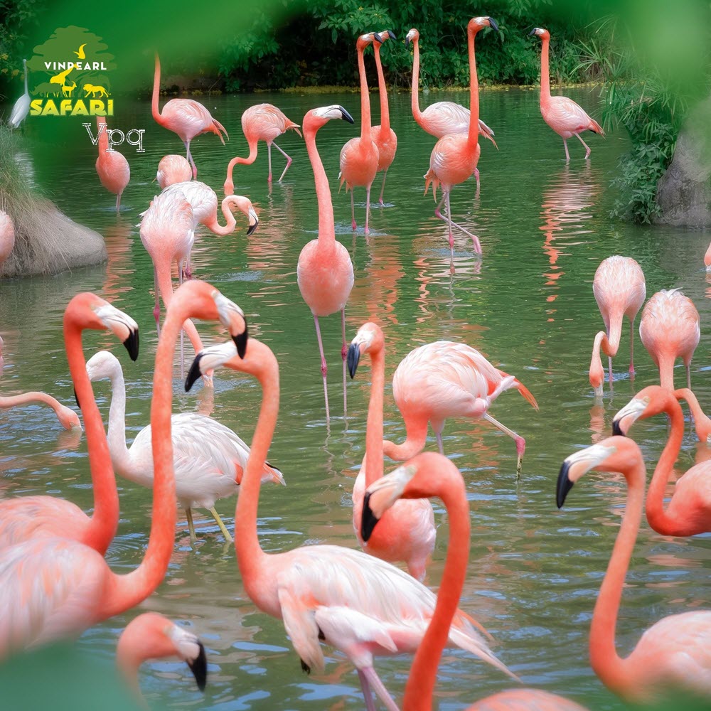 Những chú chim rất đẹp tại Vinpeal Safari Phú Quốc