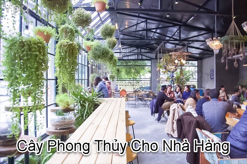 Gợi ý những loại cây phong thủy cho nhà hàng thu hút tài lộc