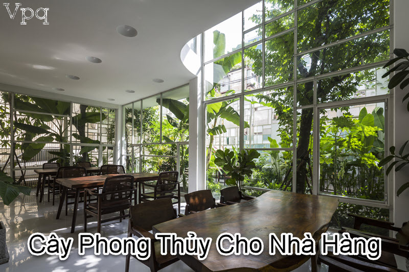 Cây phong thủy nhà hàng