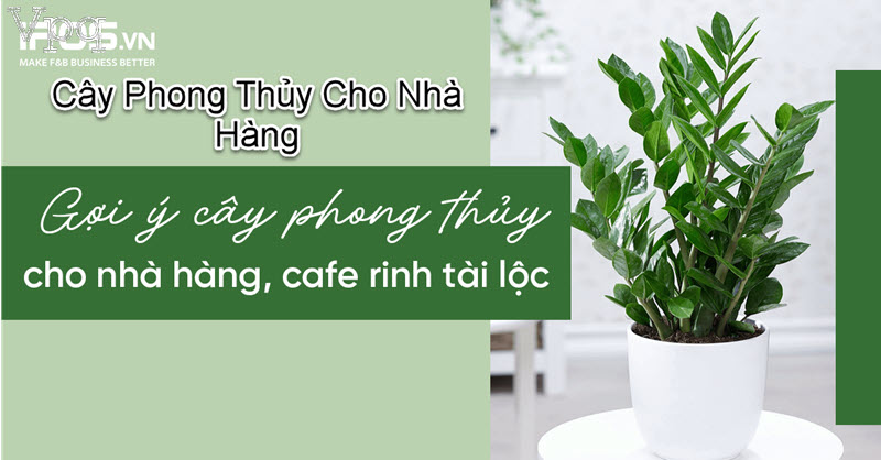 Cây phong thủy nhà hàng - ảnh 2