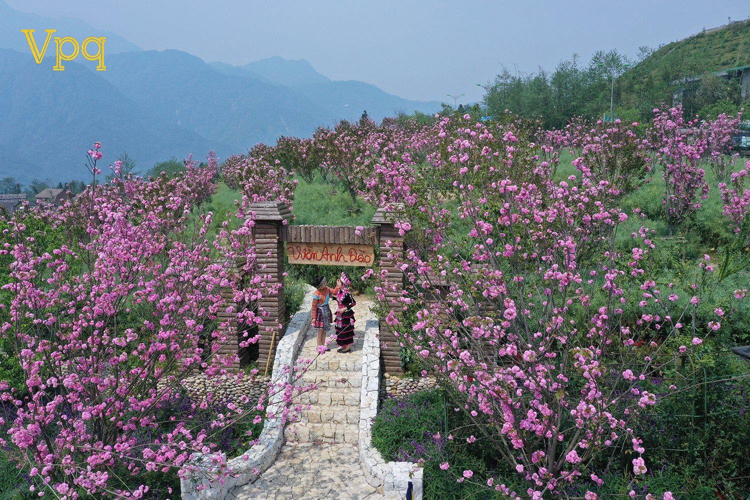 Hoa đào Fansipan