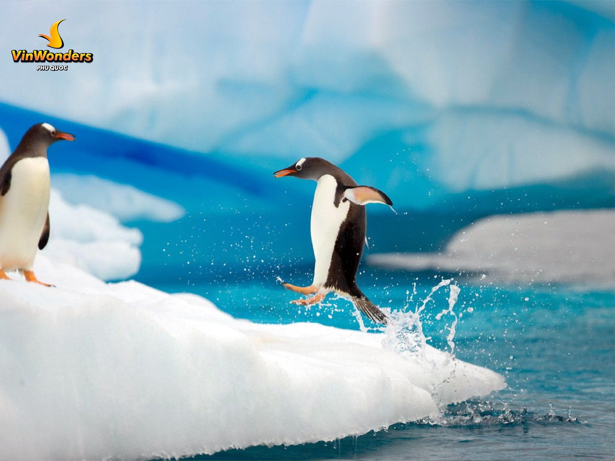 Check-in cùng chim cánh cụt Gentoo nhanh nhất thế giới