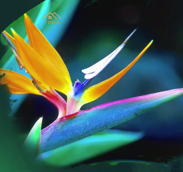 Hình ảnh hoa Thiên Điểu tại làng nhiệt đới Sun Tropical Village