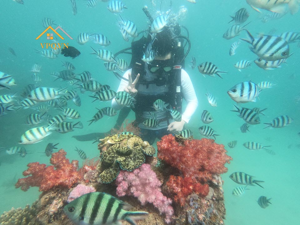 Nếu bạn yêu thiên nhiên thì hãy đến Nam Phú Quốc lặn ngắm san hô nhé