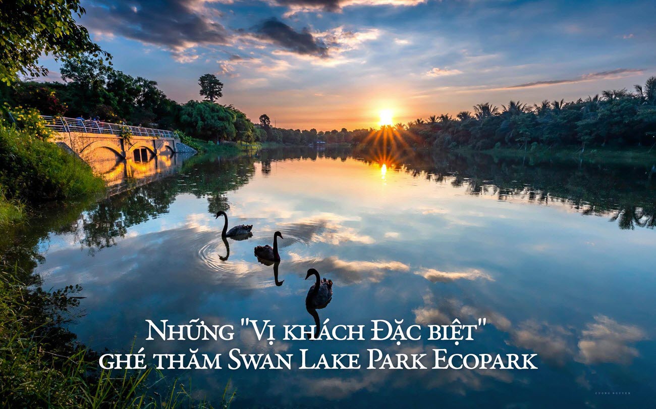 Những vị khách đặc biệt ghé thăm Swan Lake Park