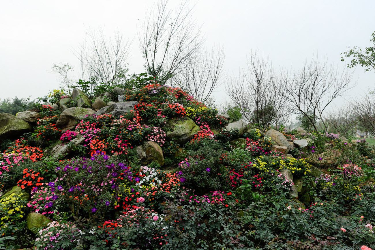 Những đồi hoa đẹp tuyệt trong công viên Hồ Thiên Nga Swan Lake Park